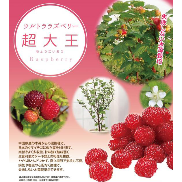 ラズベリー(キイチゴ)苗木　レッドドリーム