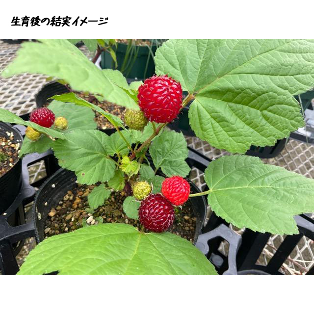 ラズベリー(キイチゴ)苗木　レッドドリーム