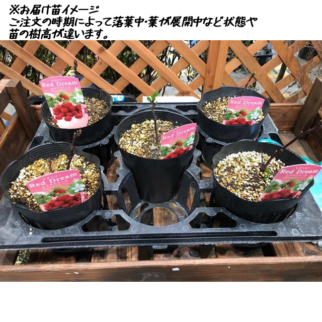 ラズベリー(キイチゴ)苗木　レッドドリーム