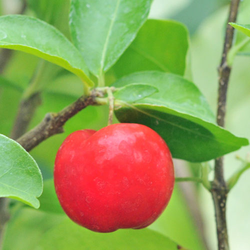 アセロラ TYMの苗木を販売【花育通販】