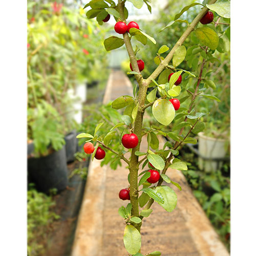 アセロラ TYMの苗木を販売【花育通販】