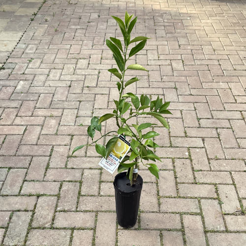 みかん 日向夏（ひゅうがなつ） ニューサマーオレンジ 接木苗木 果樹苗