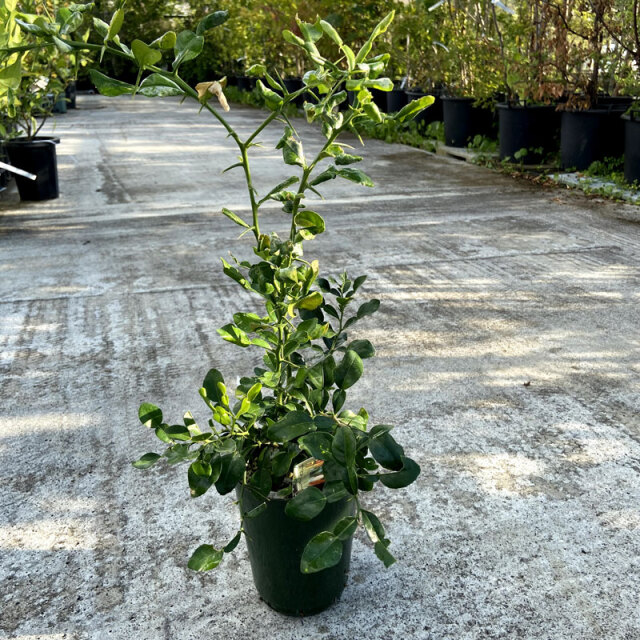 果樹園「花育通販」コブミカン（ カフィアライム/バイマックル）の苗木