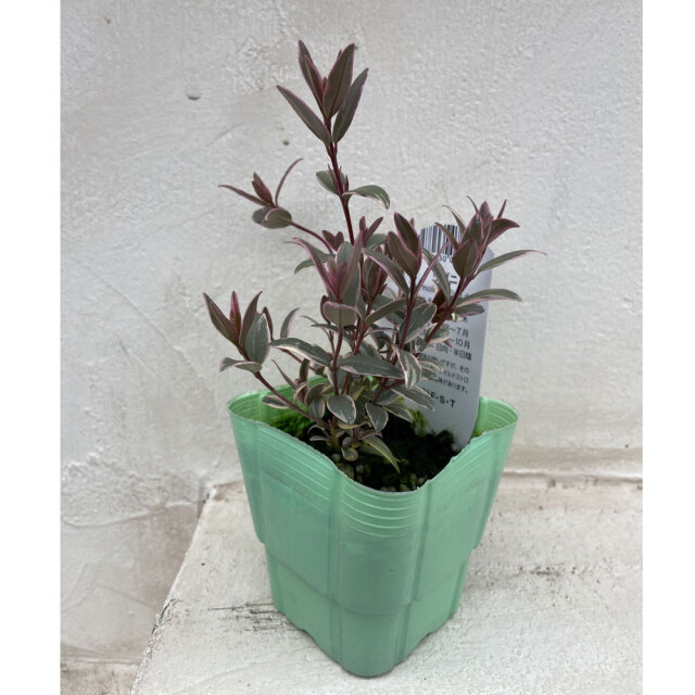 ウグニ（チリグアバ）斑入り葉の苗