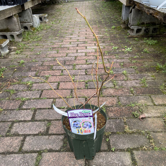 ブルーベリー　ハイブッシュ系　２品種植え