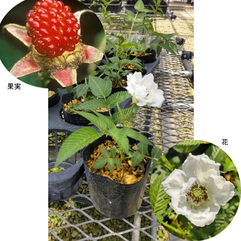 果樹園「花育通販」バライチゴ（深山苺）の苗／八重咲き を販売