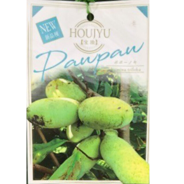 ポポー「宝珠（ほうじゅ）」の苗木を販売【花育通販】