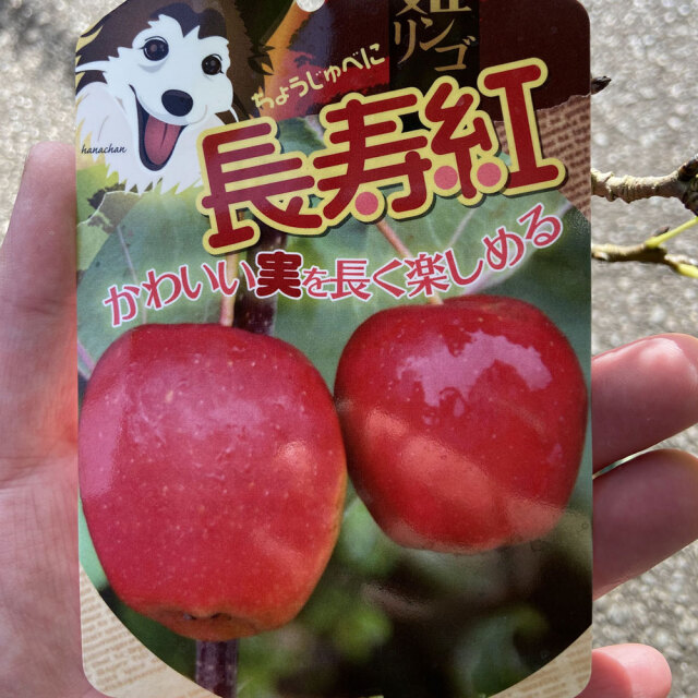果樹園「花育通販」姫リンゴ苗木 長寿紅（ちょうじゅべに）を販売