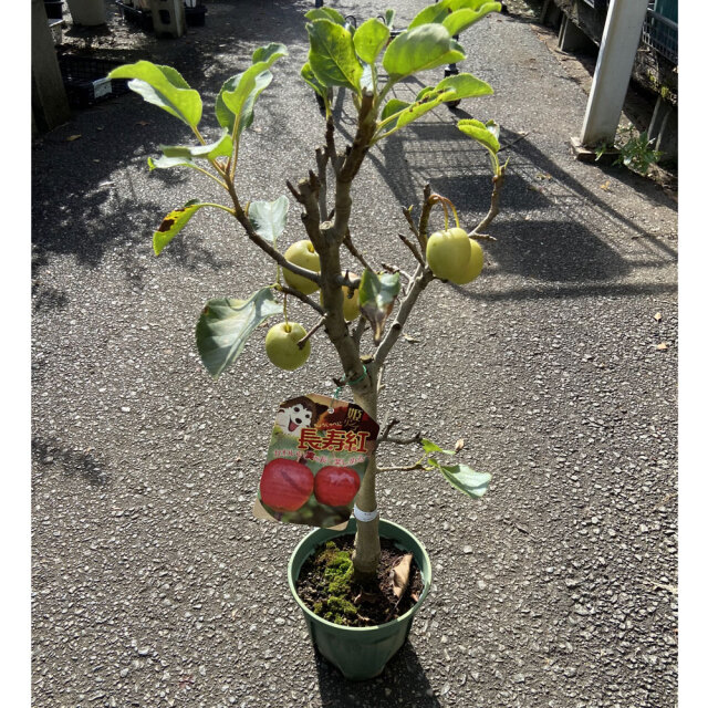 果樹園「花育通販」姫リンゴ苗木 長寿紅（ちょうじゅべに）を販売