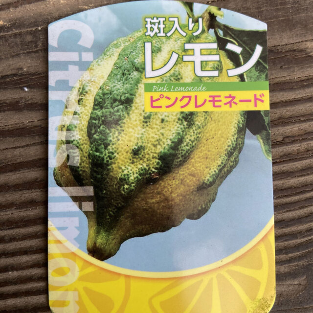 大苗斑入りレモンの木 ピンクレモネード1.3M(鉢底から)品番B imgrc0073051147.jpg