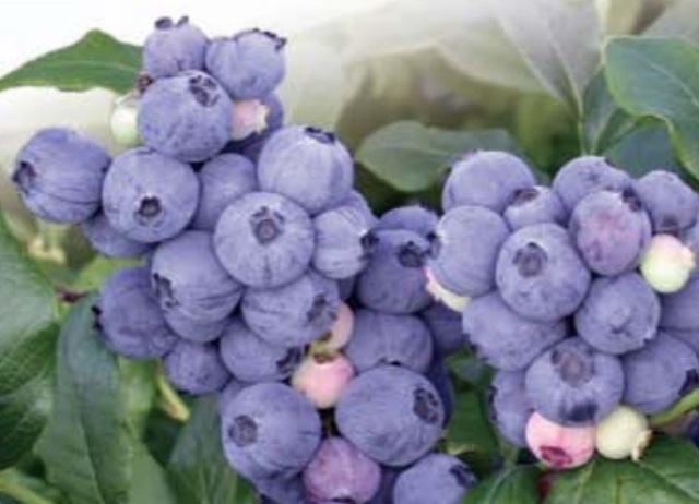 DJ MALU ブルーベリー　blueberry #01 & #02 ミックス 媛ベリーアイスボックス【6個】〈森のともだち農園〉 – ハーベスト