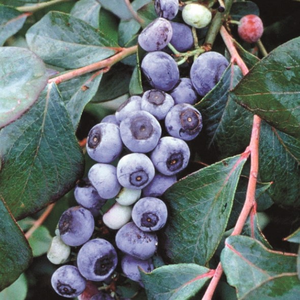 ブルーベリー苗木 タカヘ 販売「花育通販」