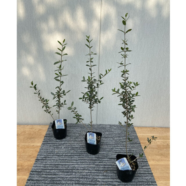 花木・庭木の販売店【花育通販】 オリーブの苗木 シルベストリスを販売