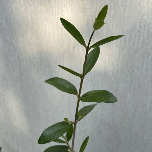 花木・庭木の販売店【花育通販】 オリーブの苗木 シルベストリスを販売