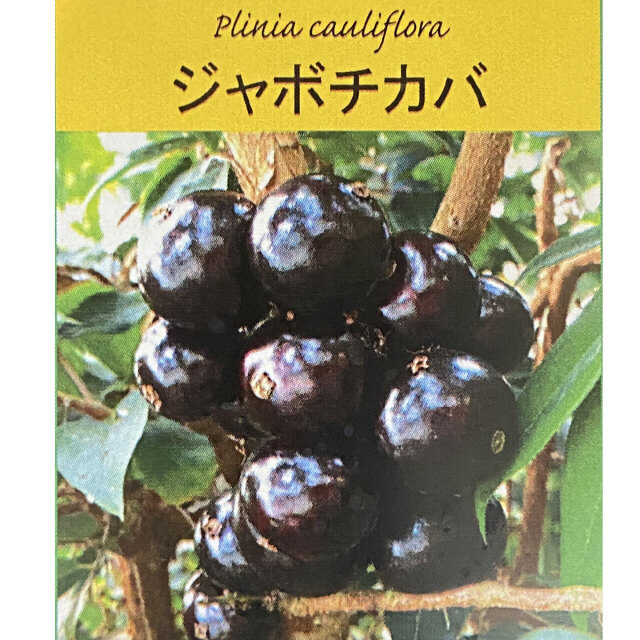 ジャボチカバ　中葉系の苗木
