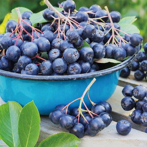 アロニア「ネロ」の苗木を販売【花育通販】