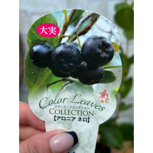 アロニア「ネロ」の苗木を販売【花育通販】