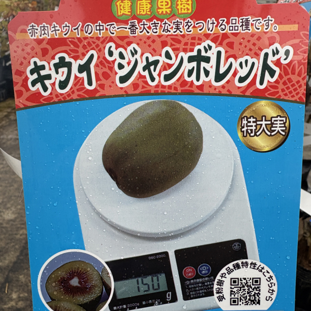 果樹苗販売店「花育通販」キウイフルーツ苗木 ジャンボレッドを販売
