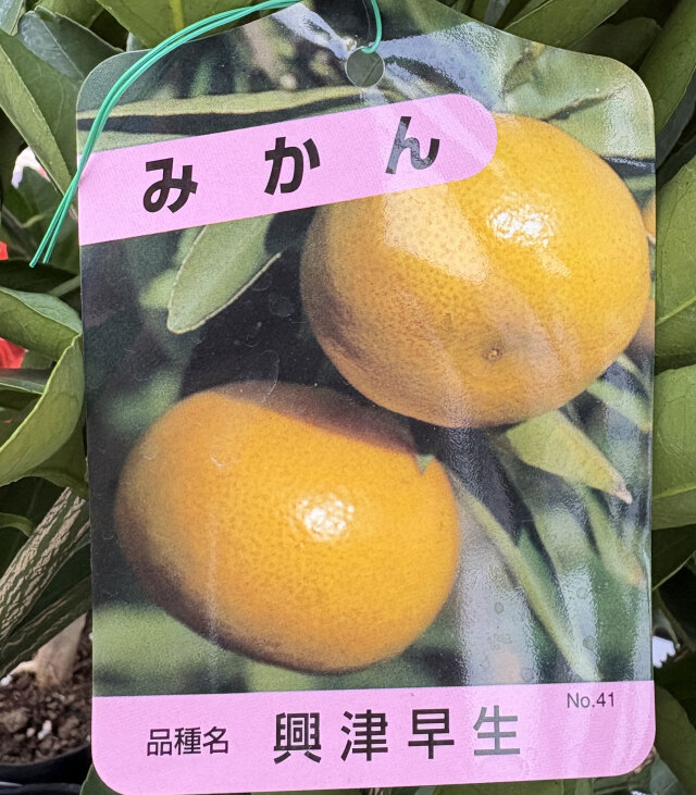 蜜柑(ミカン)の苗木　興津早生（温州みかん）