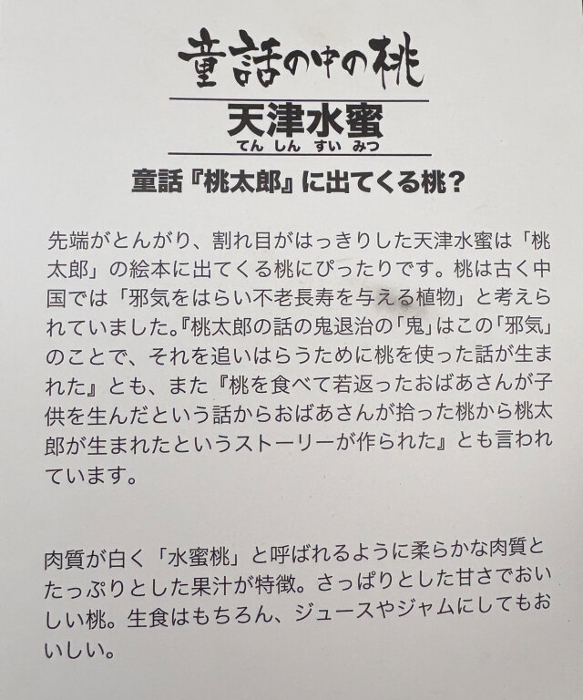 果樹苗木の販売店【花育通販】桃（モモ）苗木 天津水密（てんしんすい