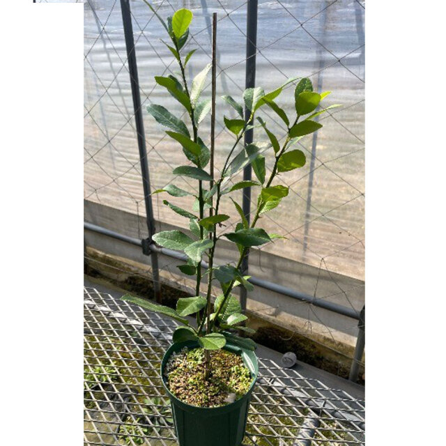 レモン苗木「スイートレモネード」を販売【花育通販】果樹苗販売店