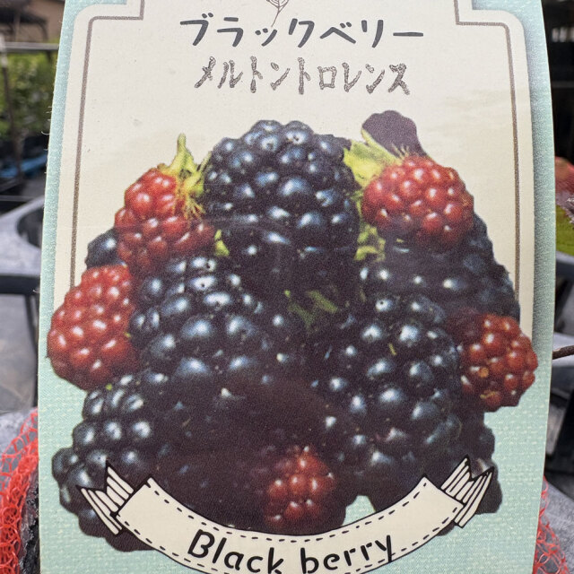 ブラックベリー　メルトントローレンス