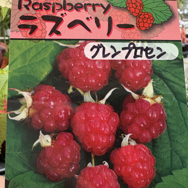 ラズベリー グレンプロセン