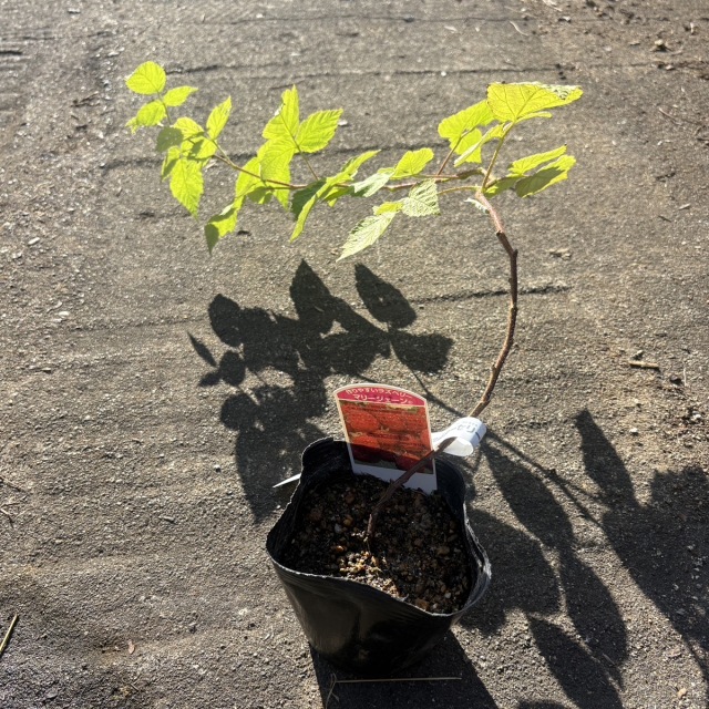 ラズベリー　マリージェーン