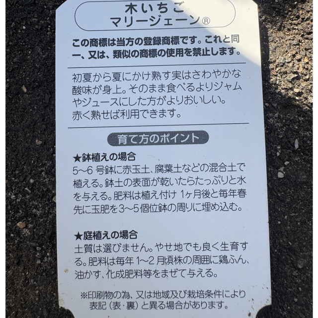 ラズベリー　マリージェーン