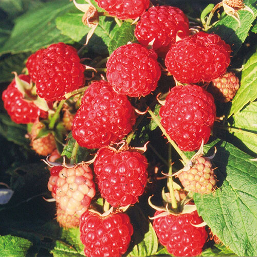 ラズベリー　マリング デュライト（R） レッド