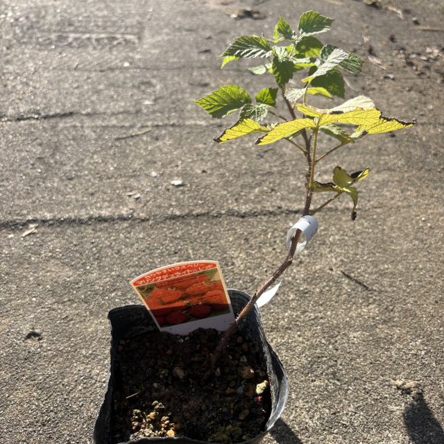 ラズベリー　マリング デュライト（R） レッド