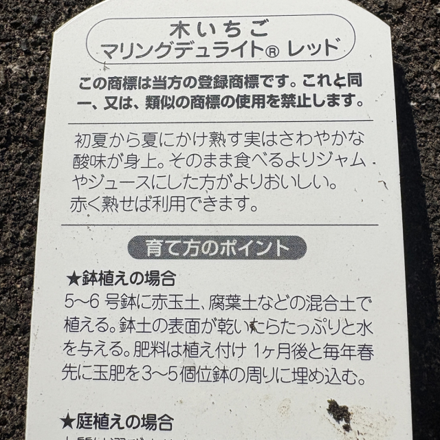 ラズベリー　マリング デュライト（R） レッド