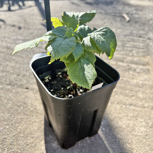 ラズベリー　ヤミー