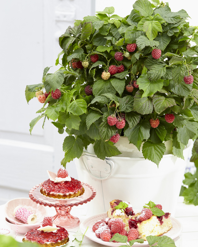 ラズベリー　ヤミー