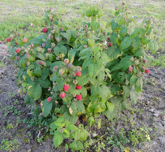 ラズベリー　ヤミー