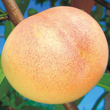 モモ・さくひめ