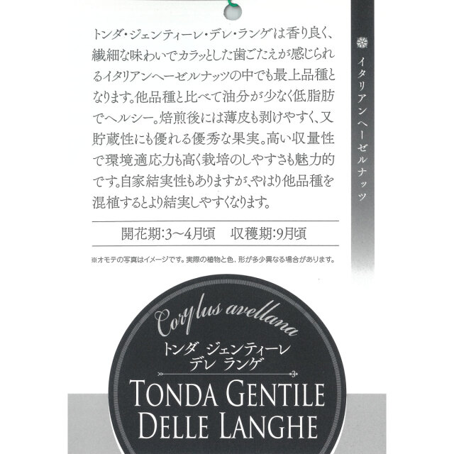 ヘーゼルナッツの苗木　トンダジェンティーレデレランゲ