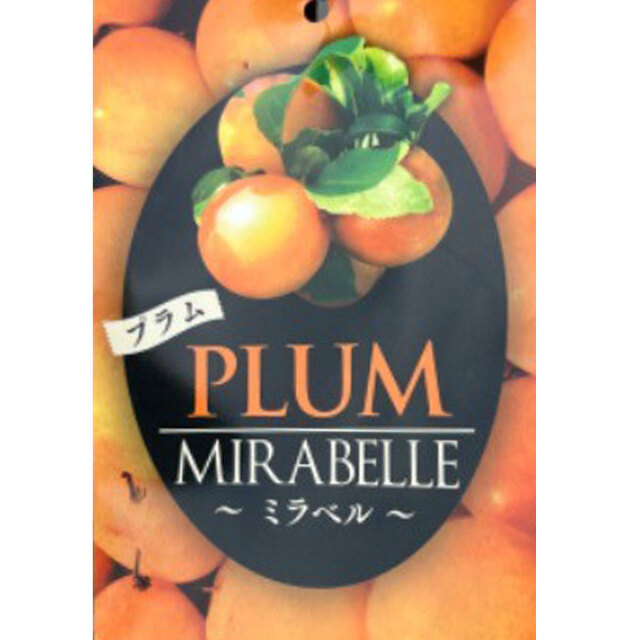 果樹苗木の販売店【花育通販】 すもも（プラム）苗木 ミラベルを販売