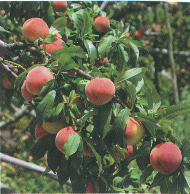 桃(モモ)苗木 ひめこなつ