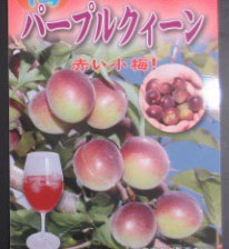 梅（ウメ）　パープルクイーン