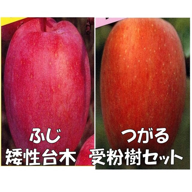 リンゴ　ふじ　つがる　受粉樹セット  矮性