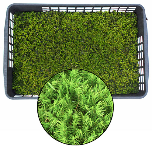 シッポゴケ 10枚 / ケース入り マット / 苔玉 苔庭 / MOSS 楽天市場】苔 シッポゴケパック しっぽ苔 しっぽごけ 苔玉 苔