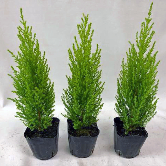 コニファー「ゴールドクレスト・ウィルマ」の苗を販売【花育通販】