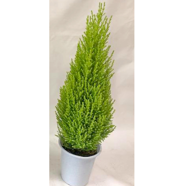 コニファー「ゴールドクレスト・ウィルマ」の苗を販売【花育通販】