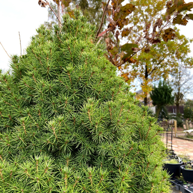 NOBU様 Picea abies nordmanniana コニファー 苗 NOBU様 Picea abies