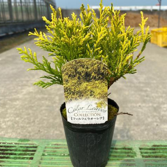 コニファー フィリフィラオーレアの苗木を販売【花育通販】