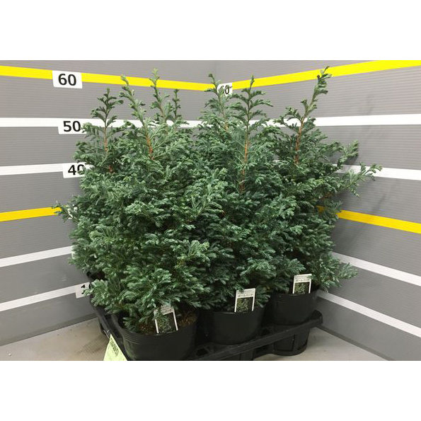 コニファー　チャメシパリス　ピシフェラ’ボウルバード’の苗木