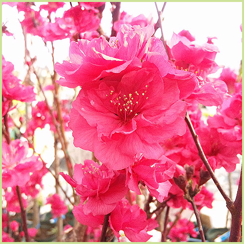 桃の花 楽天市場】花桃 苗 【ひなの粧い （ひなのよそおい） 】 1年生