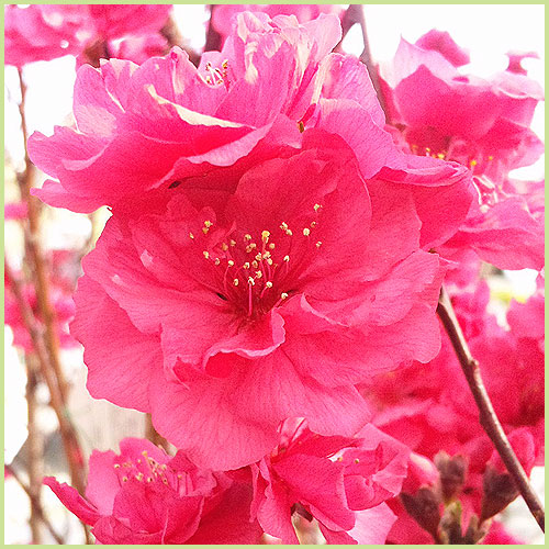 桃の節句 記念樹に 照手紅 花桃 苗木 imgrc0085032145.jpg