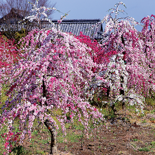 花梅（ウメ）・花桃（モモ）の花木（苗木）の販売店